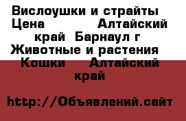 Вислоушки и страйты › Цена ­ 3 000 - Алтайский край, Барнаул г. Животные и растения » Кошки   . Алтайский край